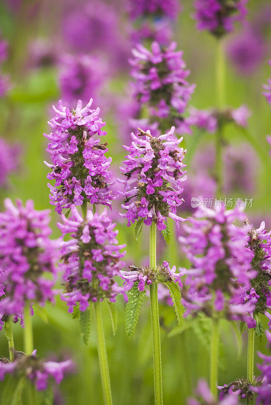 高山Betony花(Stachys officinalis) - II